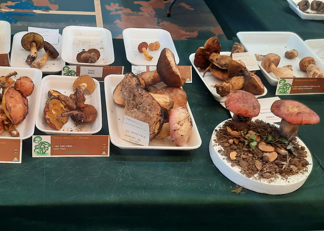 Galería de imágenes Jornadas Micológicas de Ayerbe 2